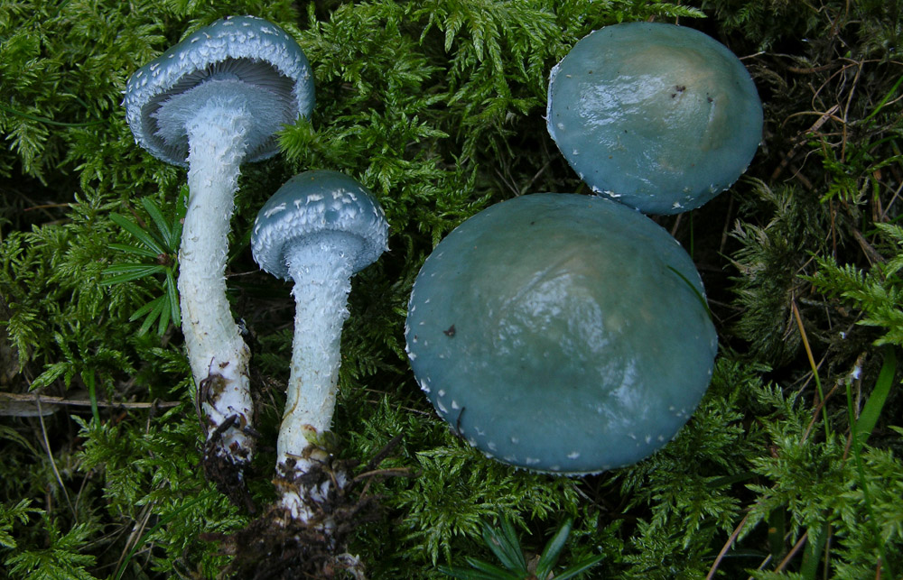 Stropharia aeruginosa (Curtis) Qul.